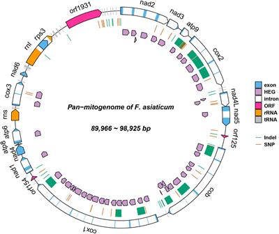 Population Genomic Analysis Reveals a Highly Conserved Mitochondrial Genome in Fusarium asiaticum